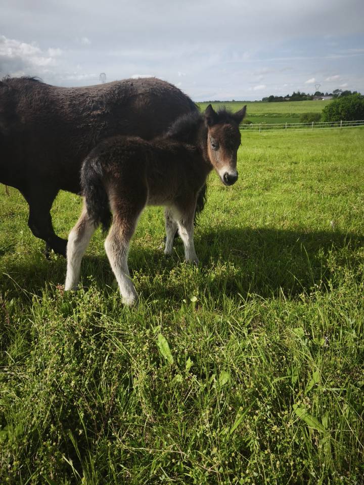 Poney shetland poulain