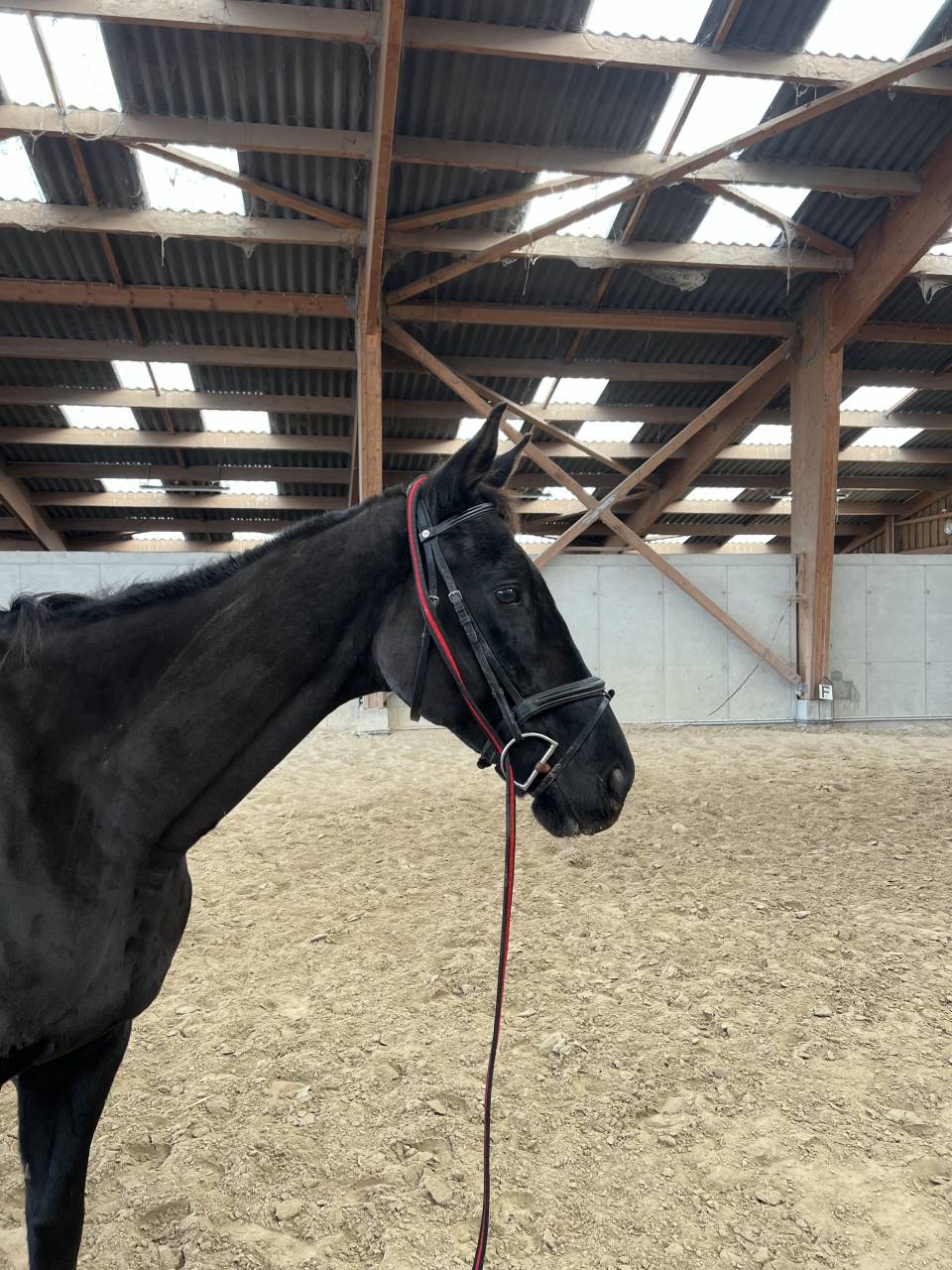 Cheval &agrave; vendre sorti en Complet, CSO 