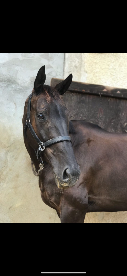 Cheval &agrave; vendre sorti en Complet, CSO 