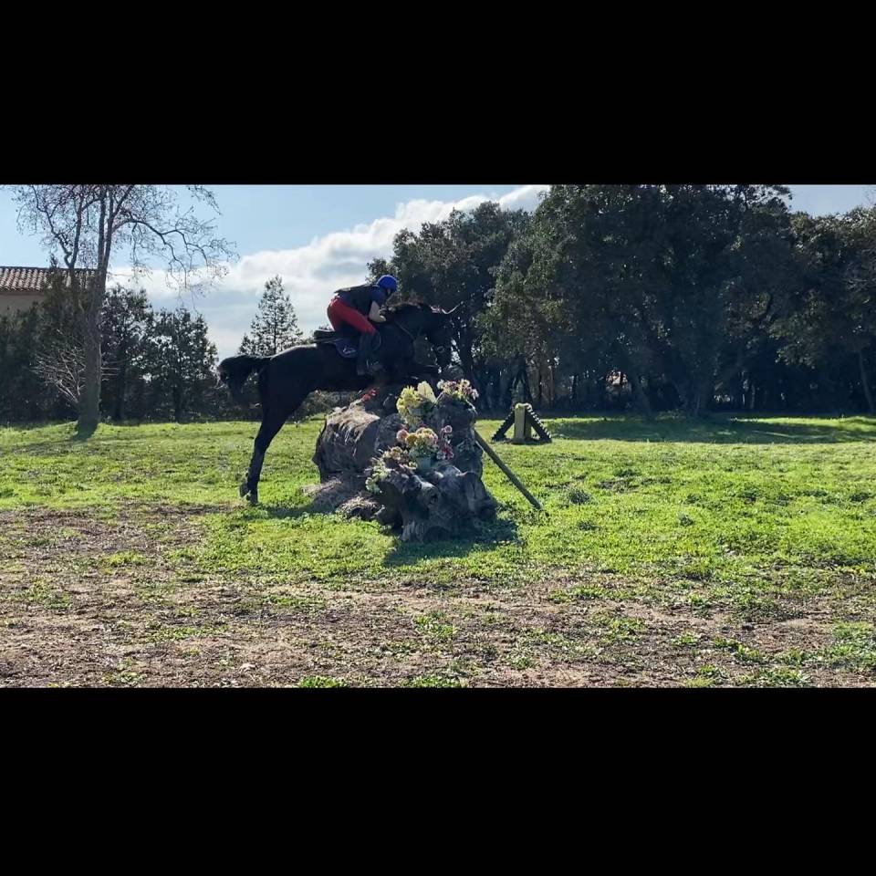 Cheval &agrave; vendre sorti en Complet, CSO 