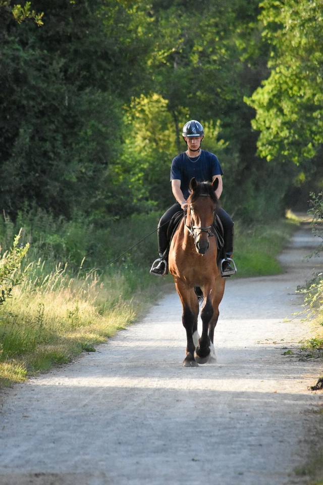 VENTE HONGRE COB NORMAND