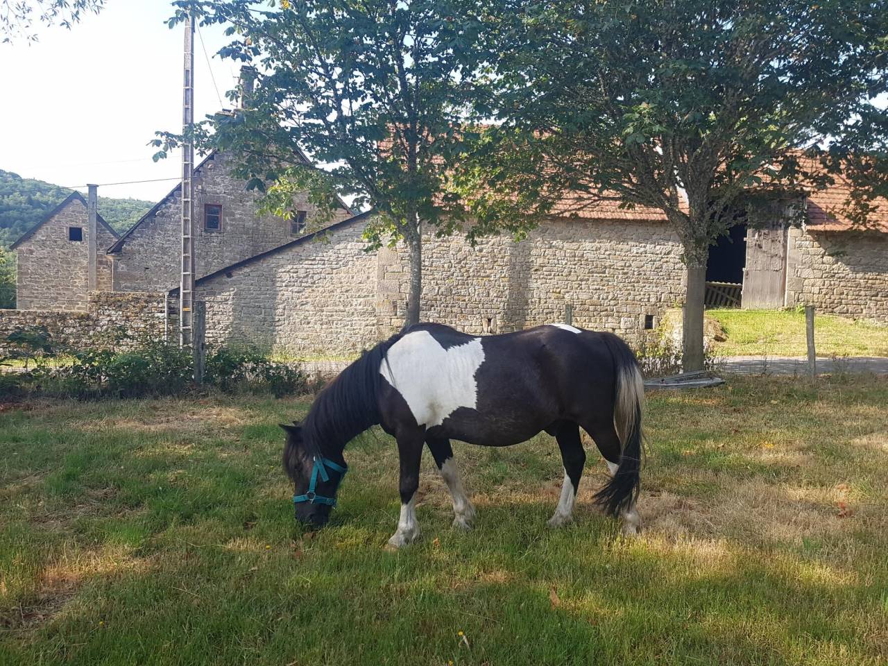 Poney hongre