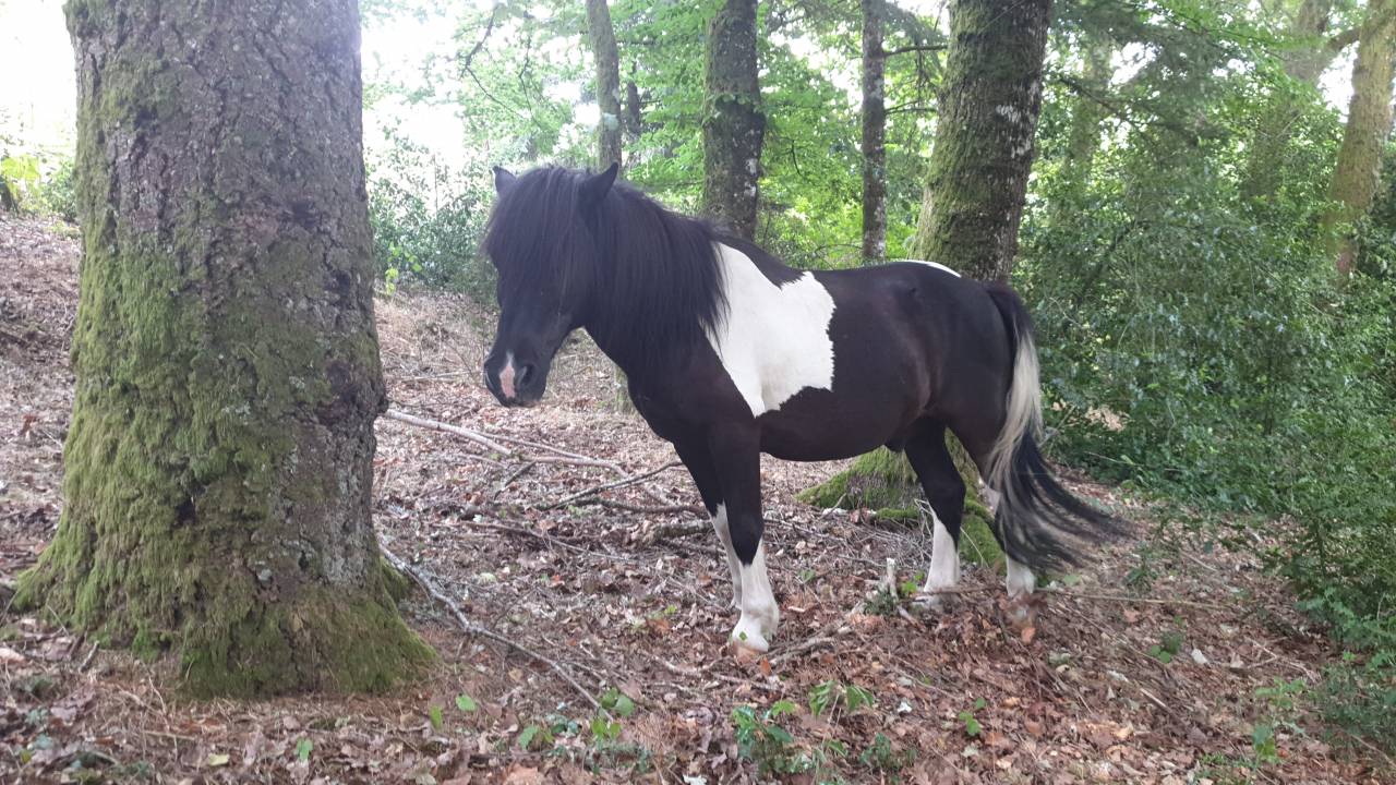 Poney hongre