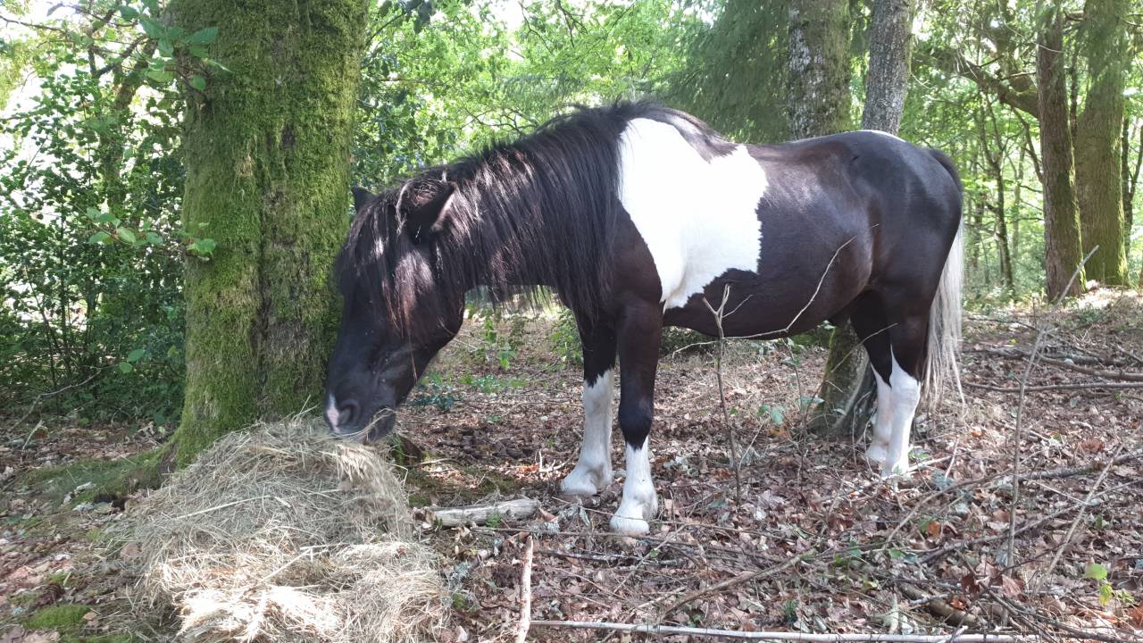 Poney hongre