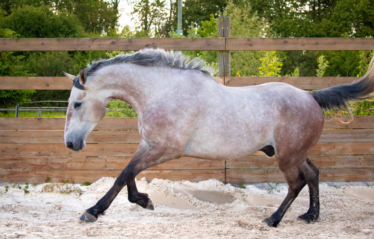 HONGRE 4 ans, force, sang et moyens