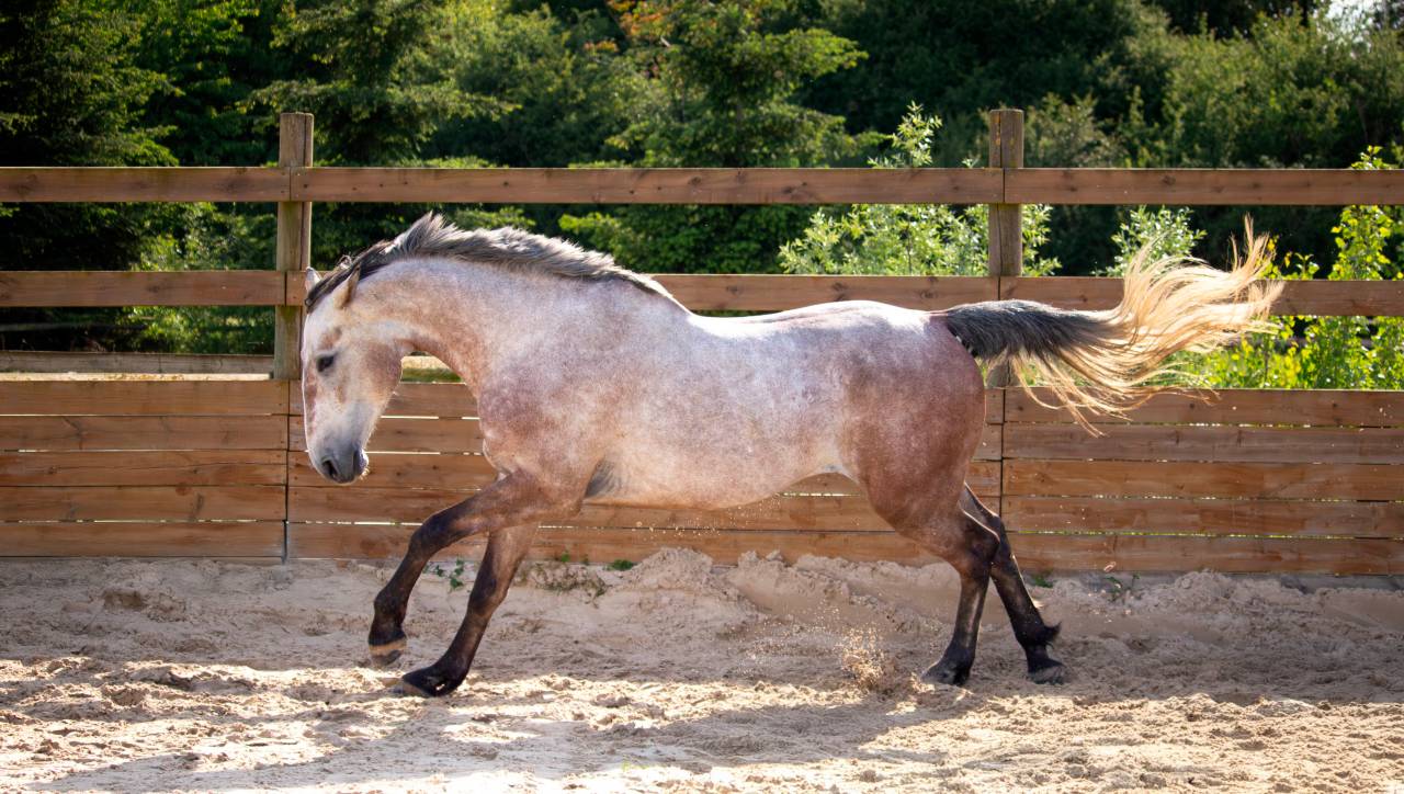 HONGRE 4 ans, force, sang et moyens