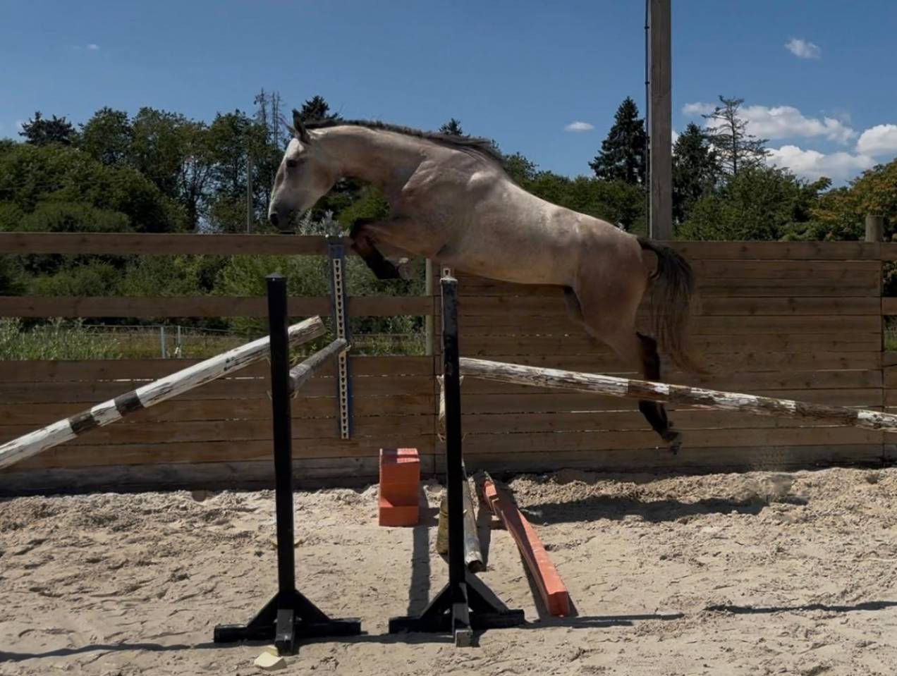 HONGRE 4 ans, force, sang et moyens