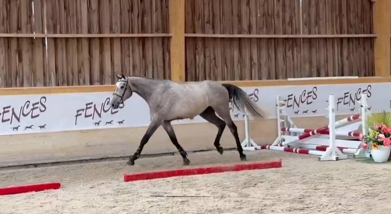 Hongre de 3 ans, force, sang, proche de l'homme