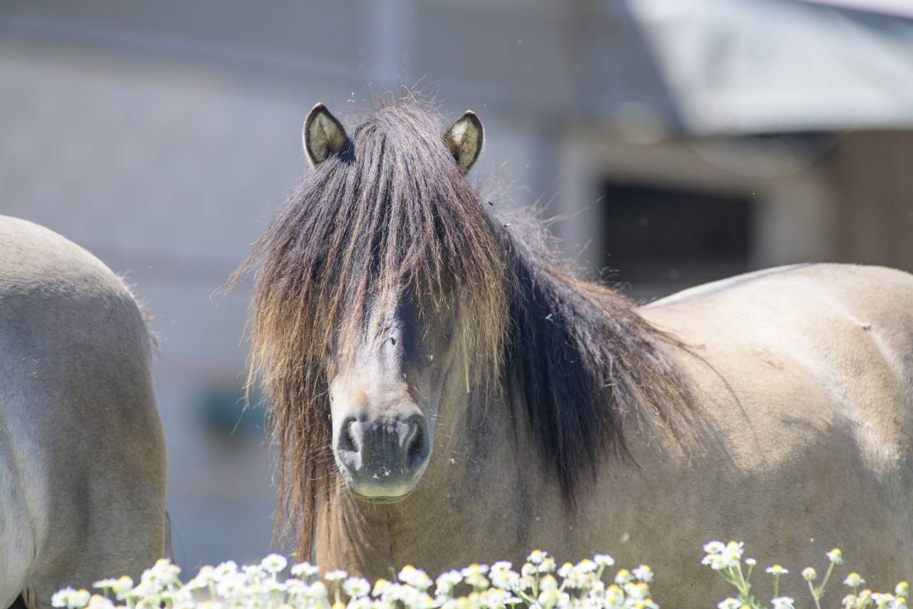 Poulini&egrave;re shetland interm&eacute;diaire PP, 9 ans, Bai dun