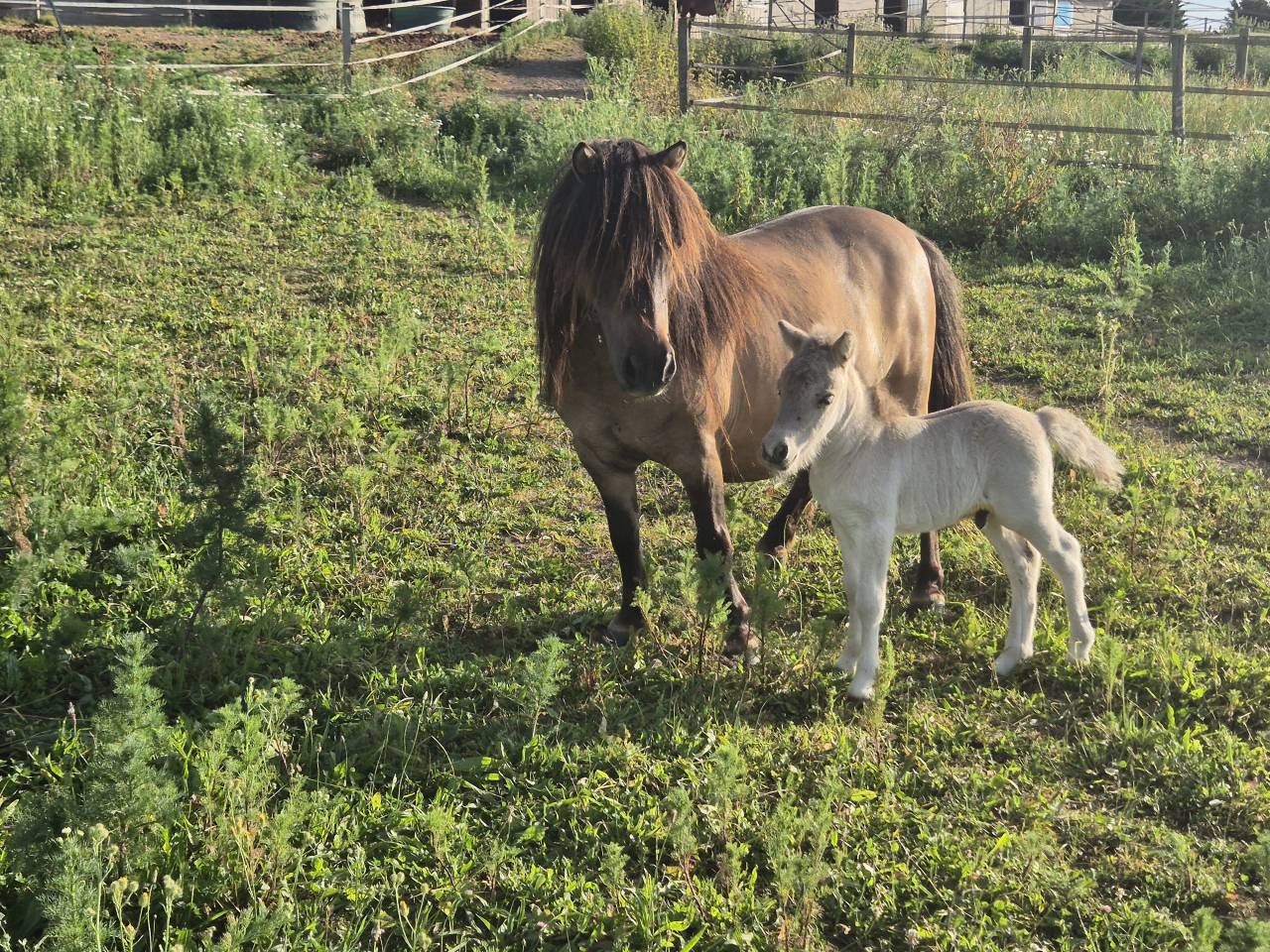 Poulini&egrave;re shetland interm&eacute;diaire PP, 9 ans, Bai dun