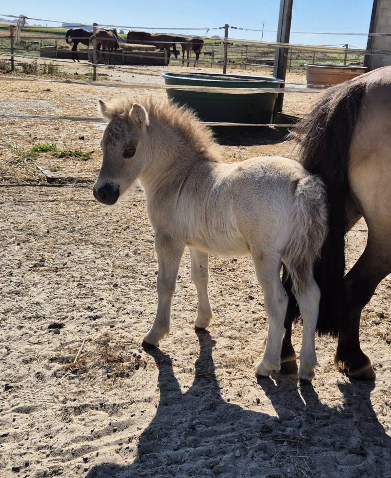 Poulini&egrave;re shetland interm&eacute;diaire PP, 9 ans, Bai dun