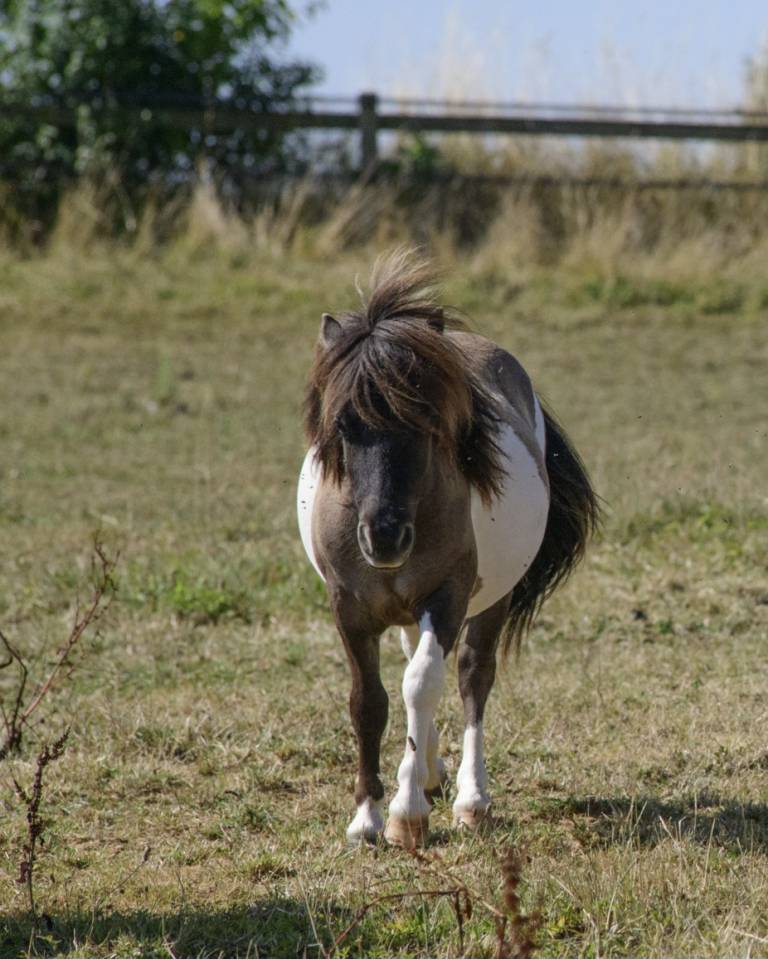 Poulini&egrave;re shetland interm&eacute;diaire PP, 9 ans, Bai dun