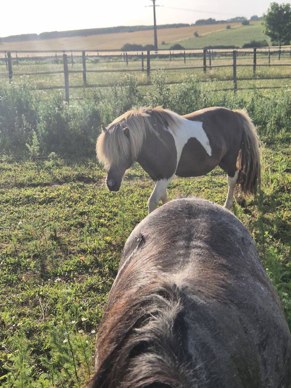 Poulini&egrave;re shetland interm&eacute;diaire PP, 9 ans, Bai dun