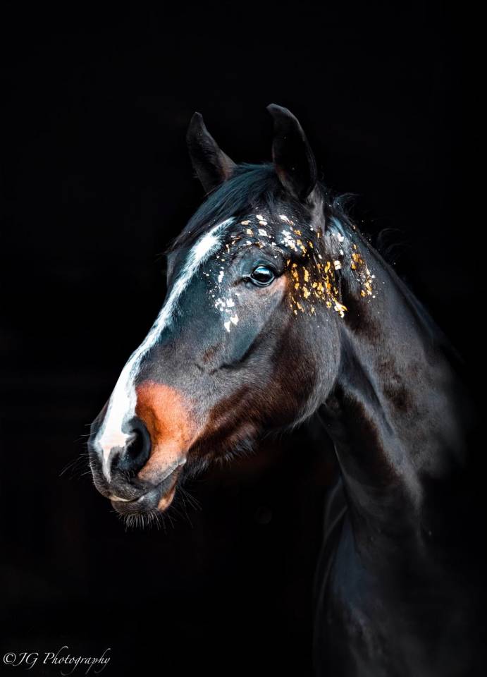 Cheval de Sport Irlandais - Belle opportunit&eacute; 