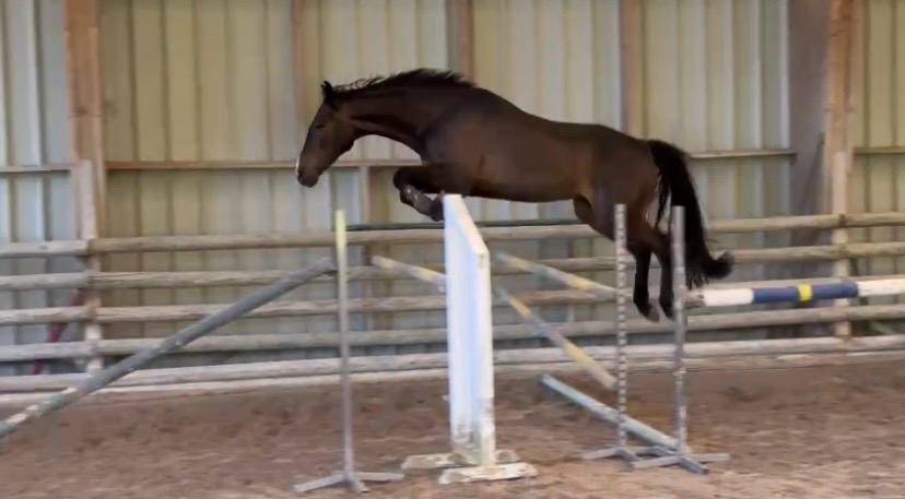 Cheval de Sport Irlandais - Belle opportunit&eacute; 
