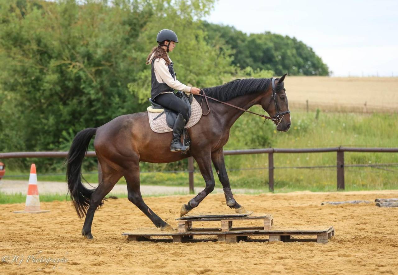 Cheval de Sport Irlandais - Belle opportunit&eacute; 
