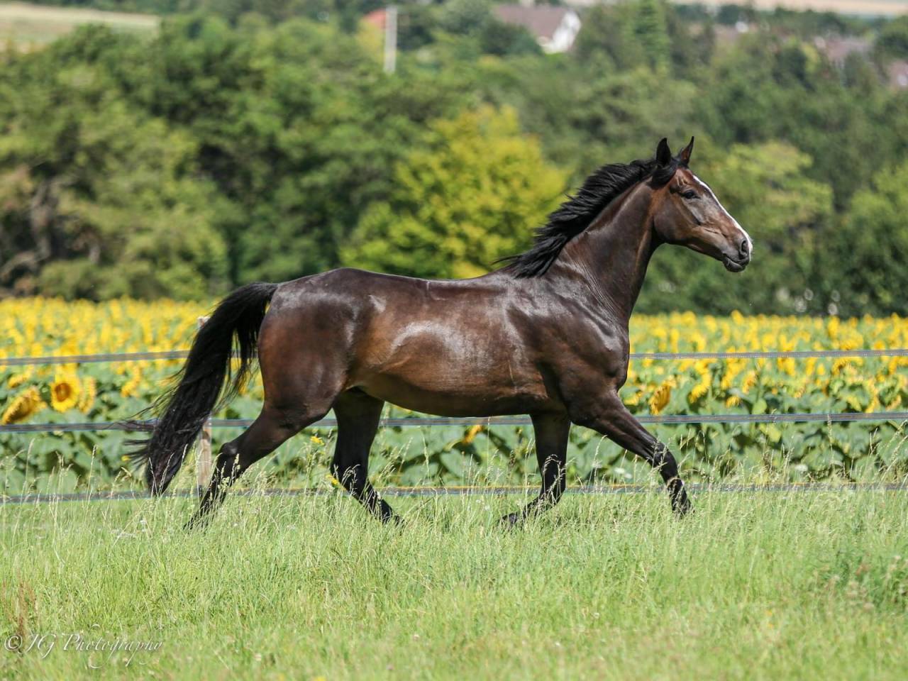 Cheval de Sport Irlandais - Belle opportunit&eacute; 