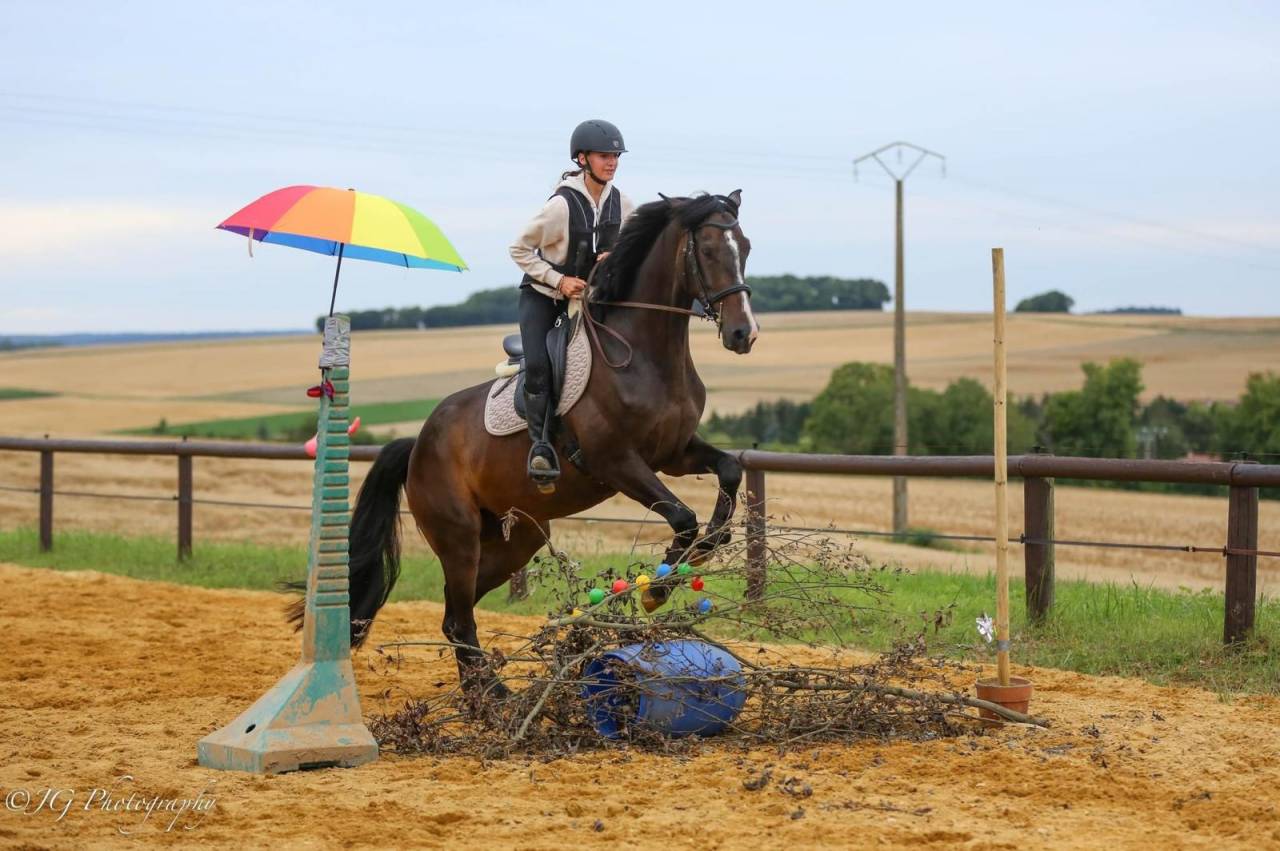 Cheval de Sport Irlandais - Belle opportunit&eacute; 