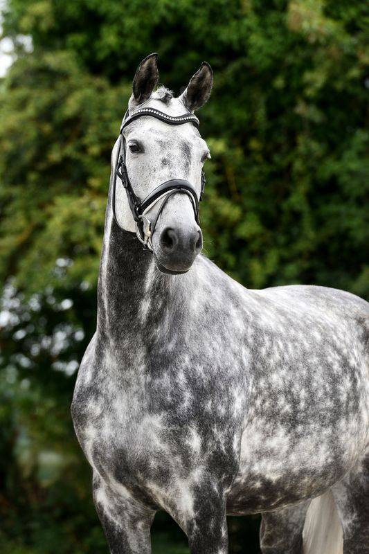 Jument Hannoveraner dressage 8 ans