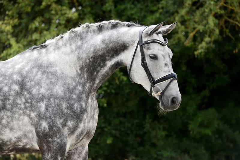 Jument Hannoveraner dressage 8 ans