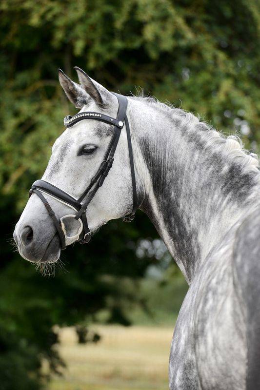Jument Hannoveraner dressage 8 ans