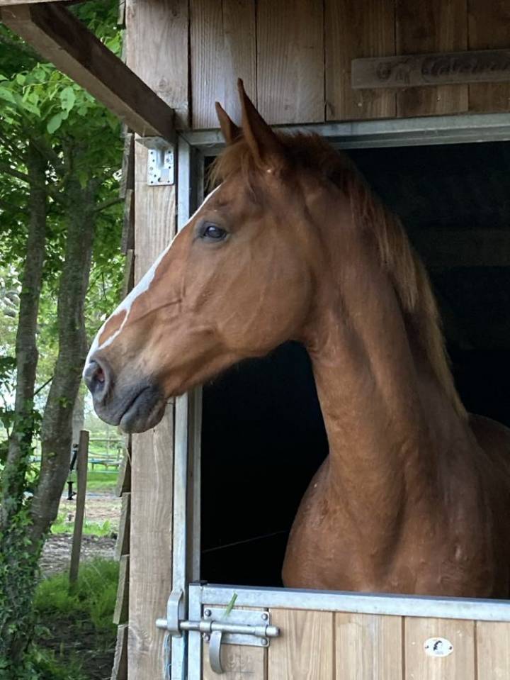 Cheval de loisir SF