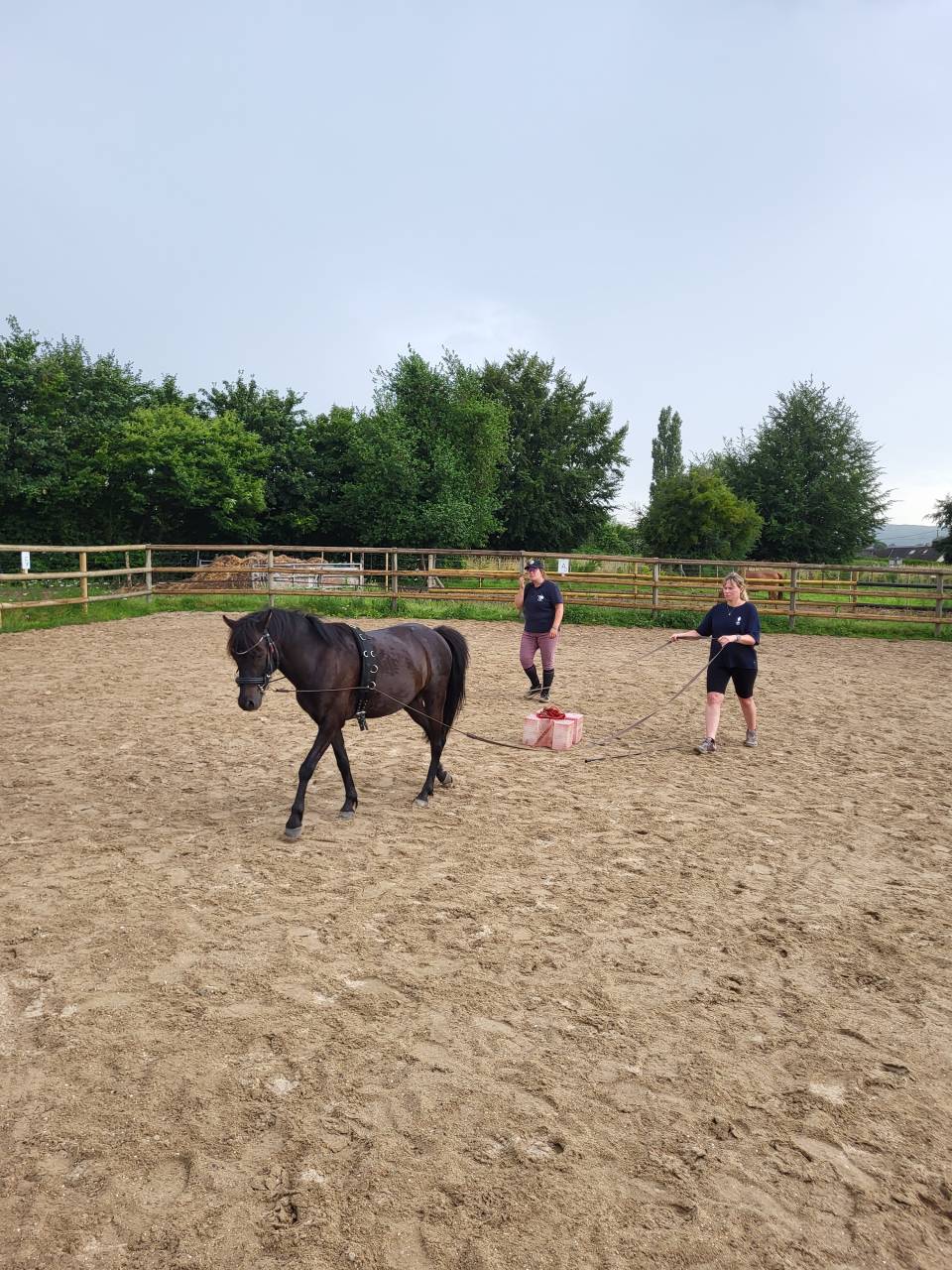 Poney B