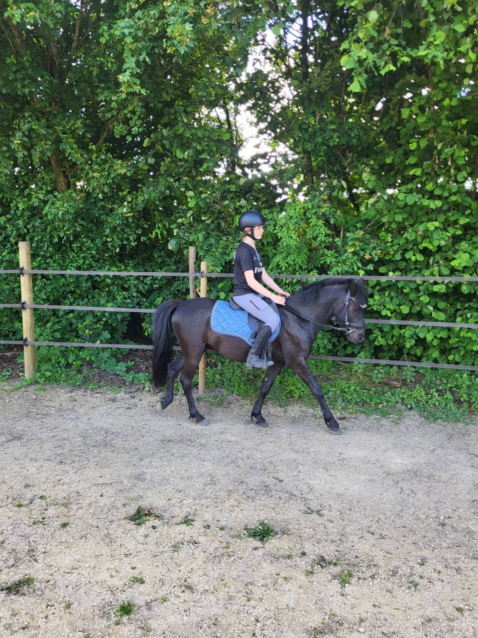 Poney B