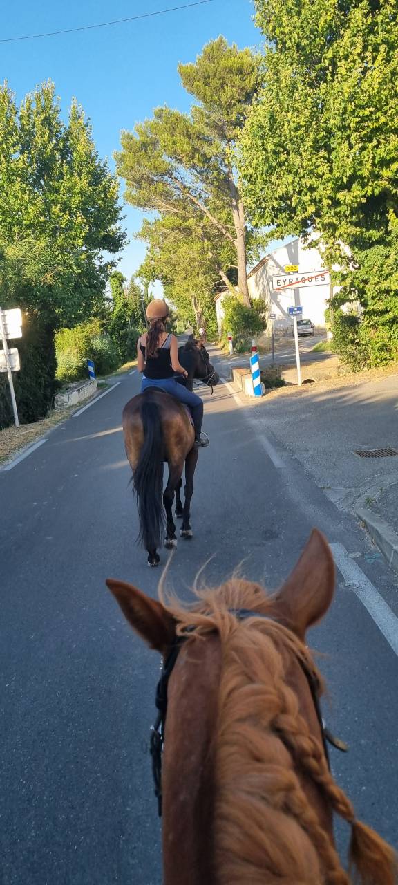 Magnifique hongre 