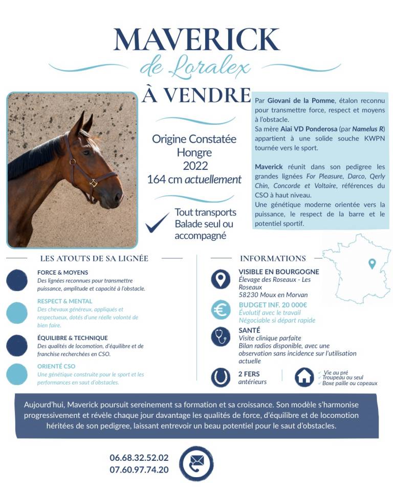 Hongre 3 ans x Giovani de la Pomme