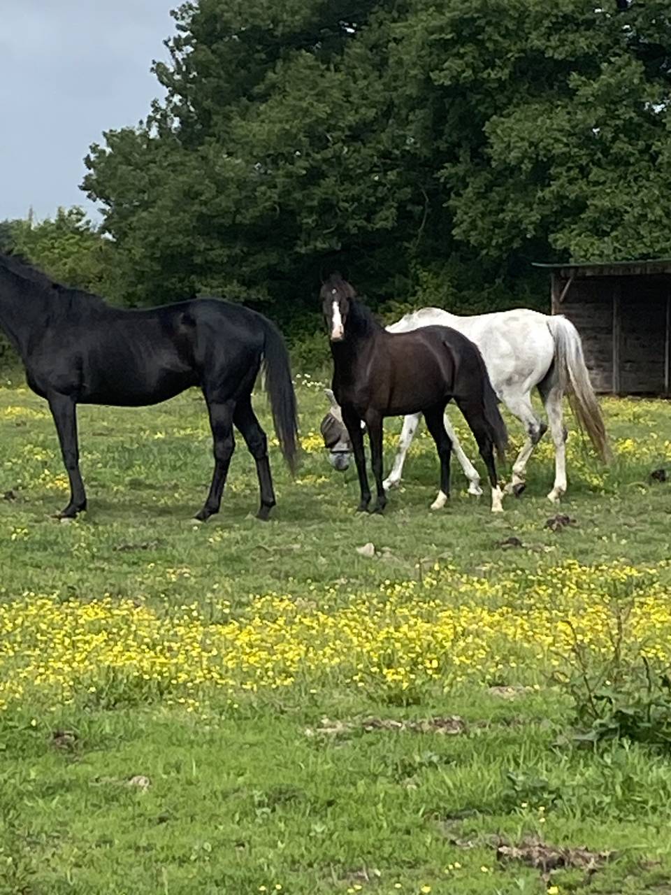 Ponette Welsh PP 