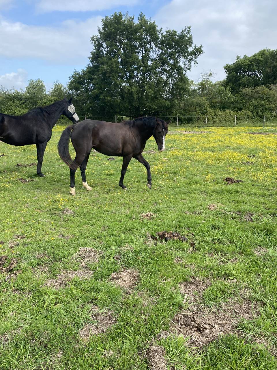 Ponette Welsh PP 