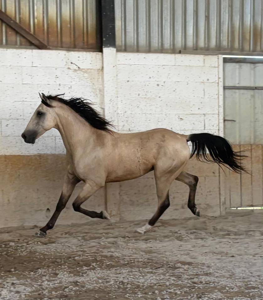 Hongre 6 ans Luso-Arabe 