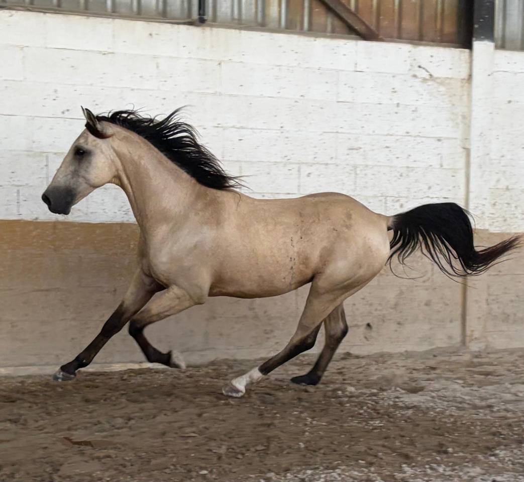 Hongre 6 ans Luso-Arabe 