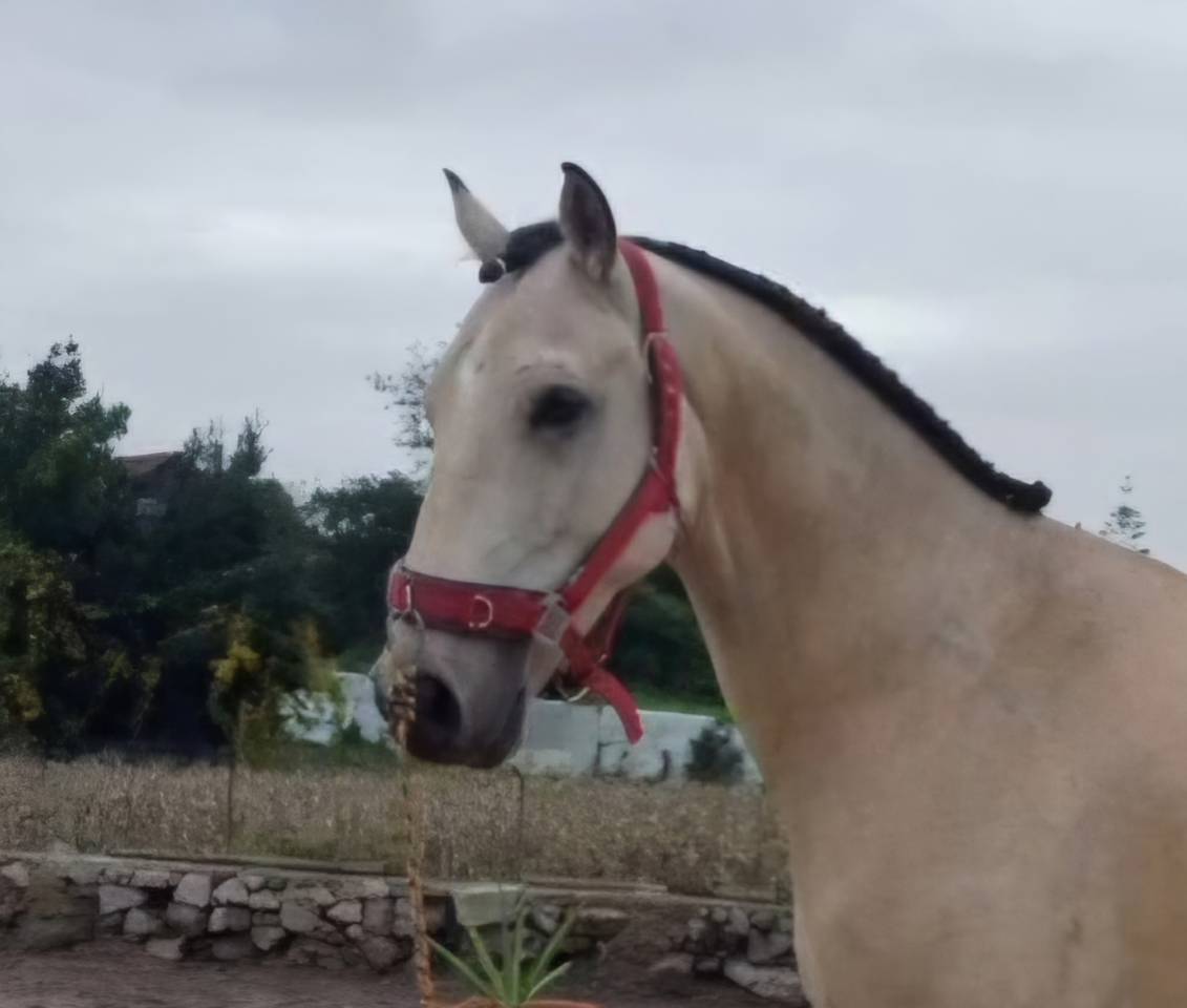 Hongre 6 ans Luso-Arabe 