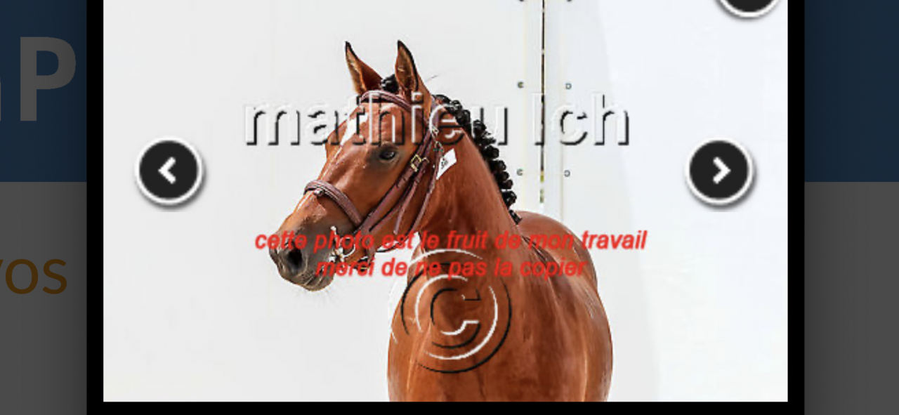 Hongre 4 ans D CSO