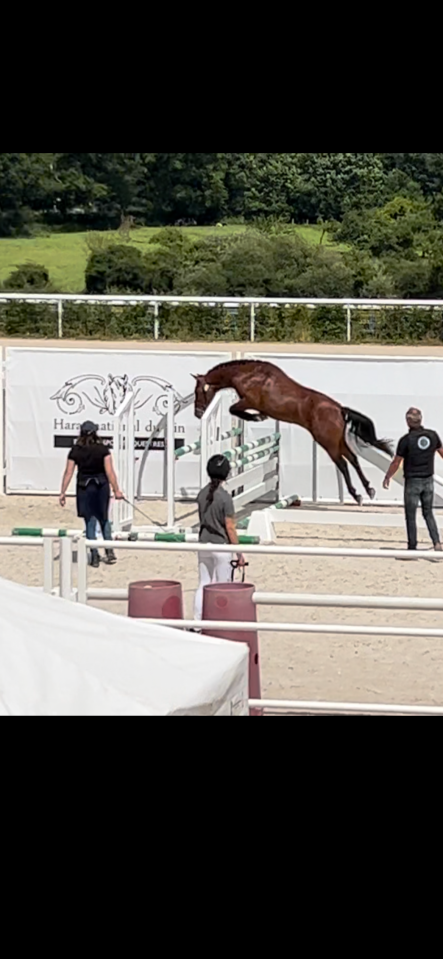 Hongre 4 ans D CSO