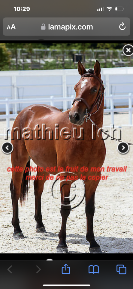 Hongre 4 ans D CSO