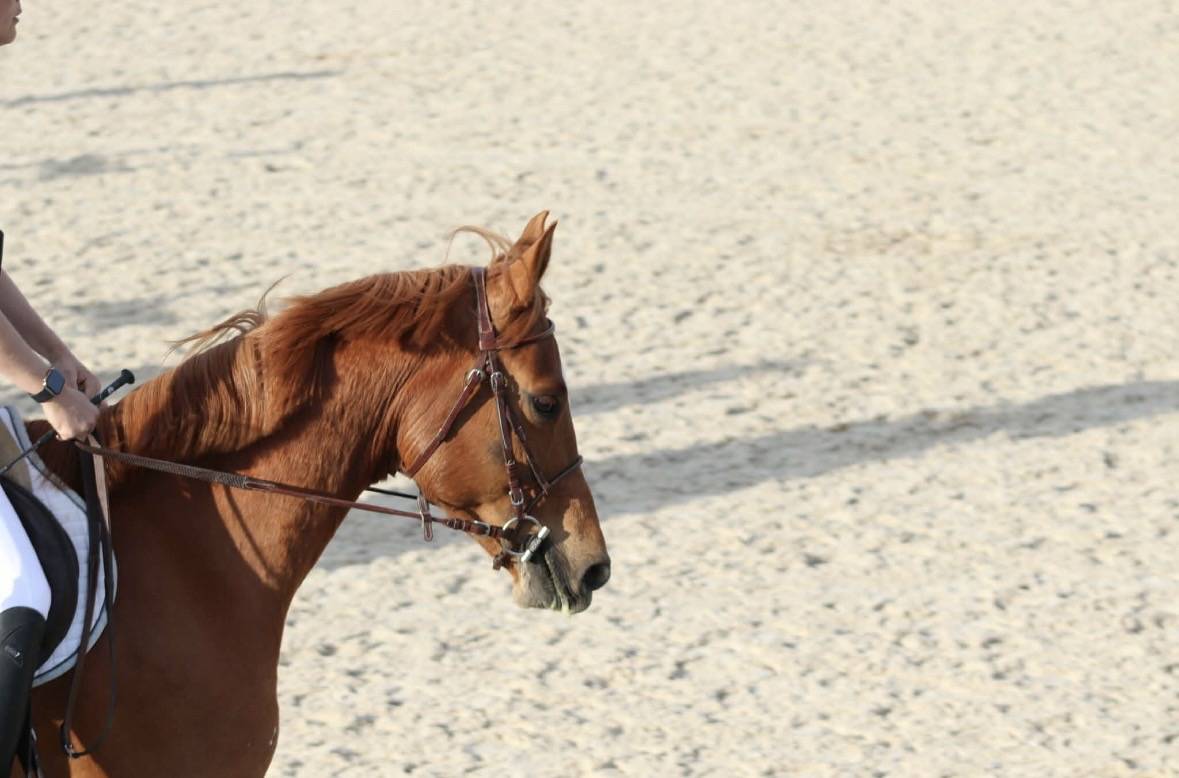 Hongre OC de 6ans, alezan, SF en Club 2 CSO et CCE