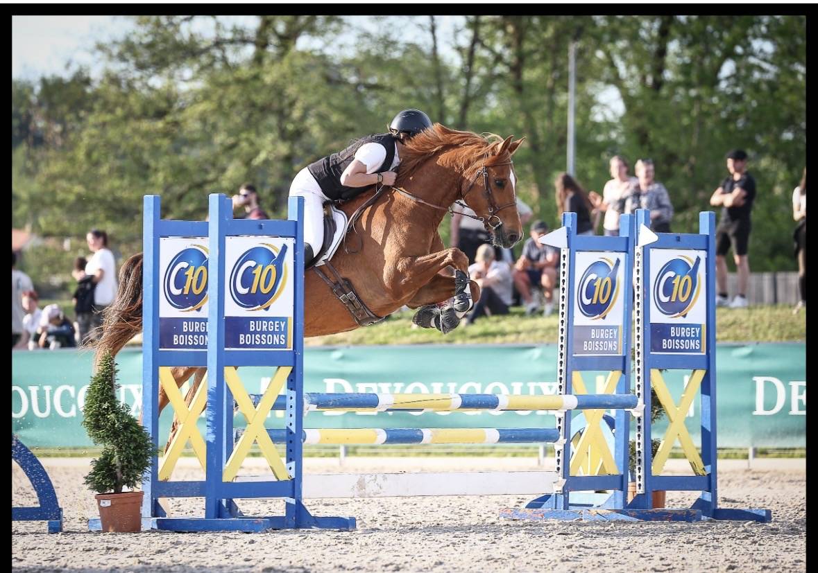 Hongre OC de 6ans, alezan, SF en Club 2 CSO et CCE