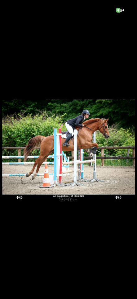 Hongre OC de 6ans, alezan, SF en Club 2 CSO et CCE
