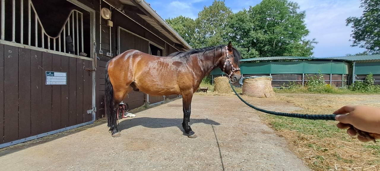 Poney C de club