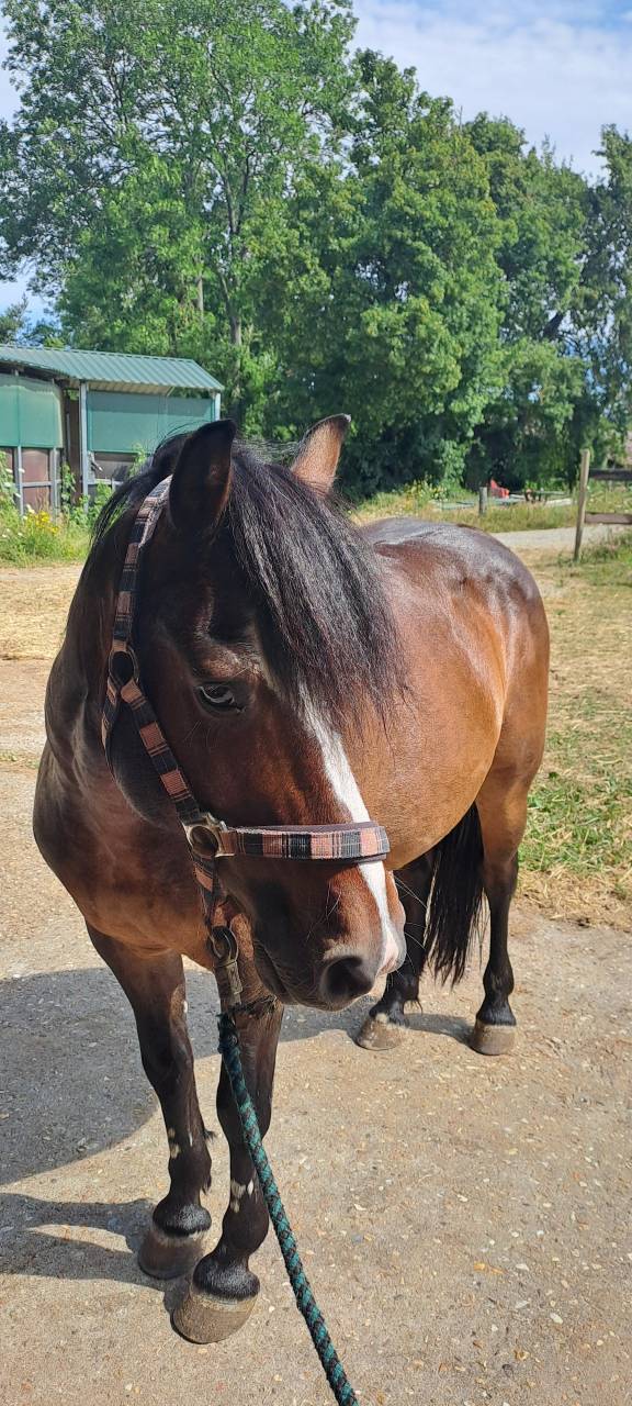 Poney C de club