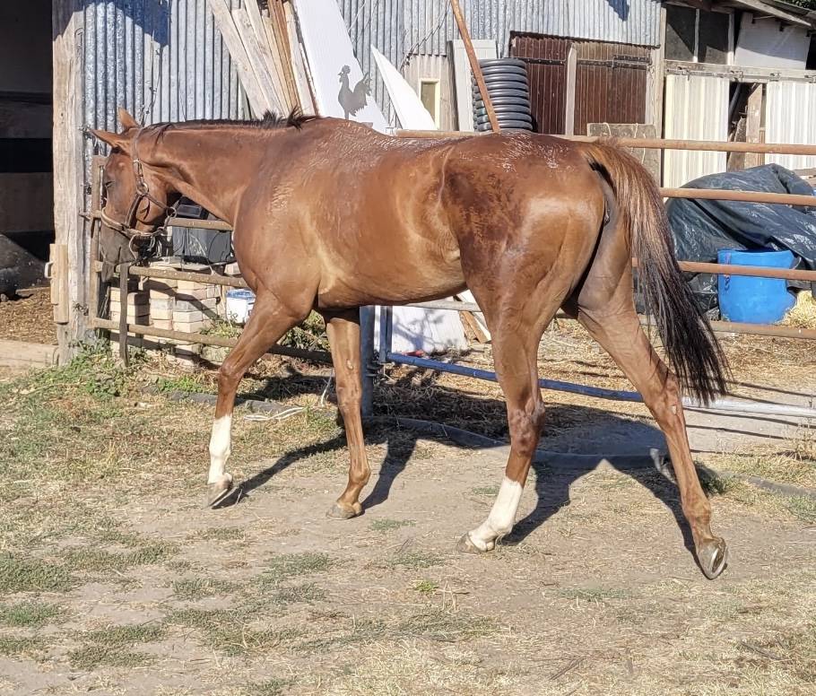 &Agrave; vendre pouliche PS trois ans 