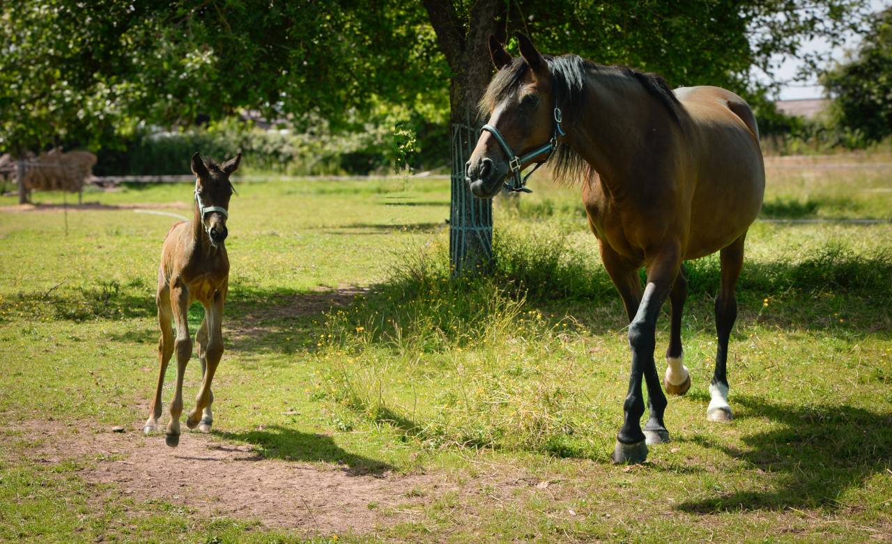 Foal Femelle Zangersheide 