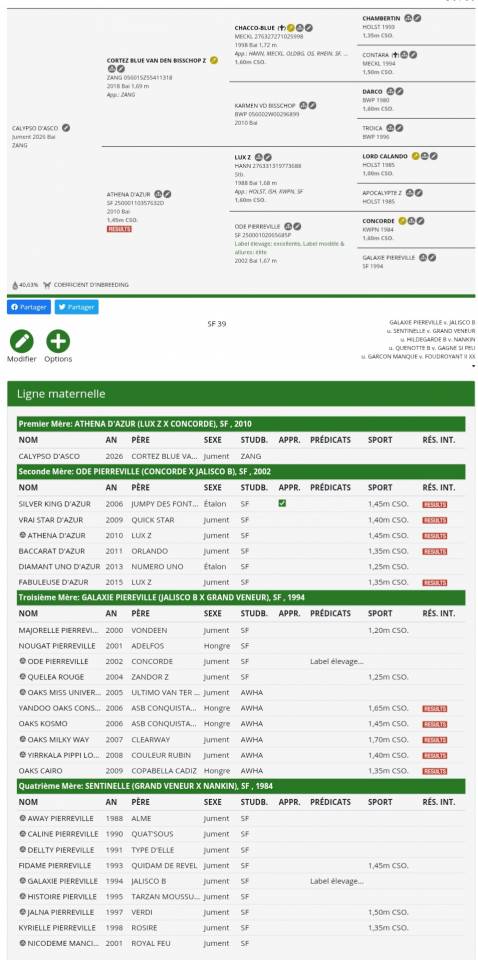 Foal Femelle Zangersheide 