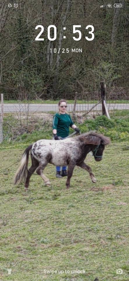 Poney type Shetland