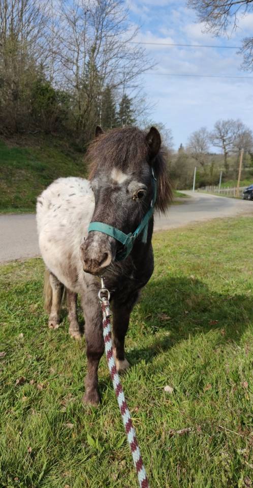 Poney type Shetland