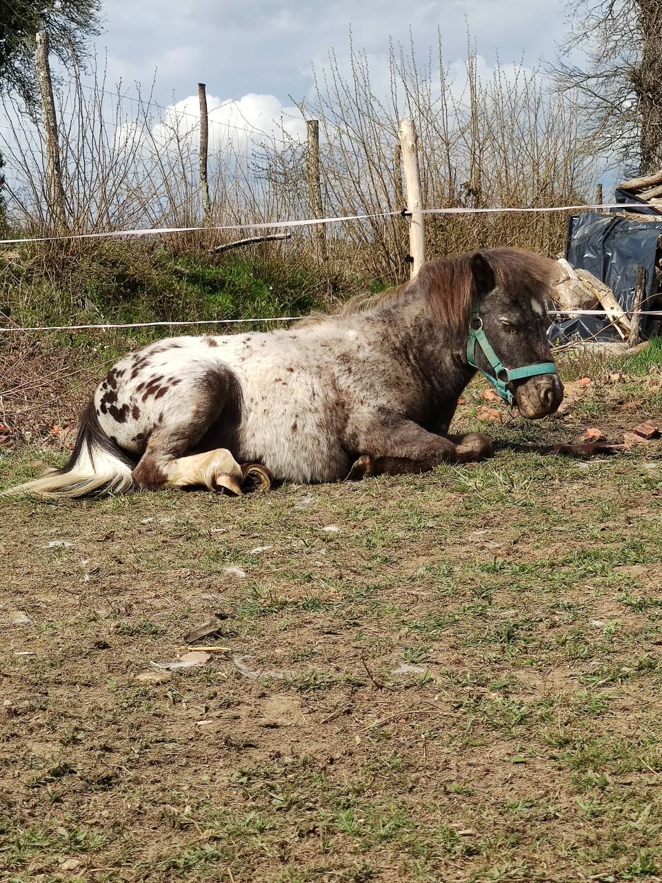 Poney type Shetland