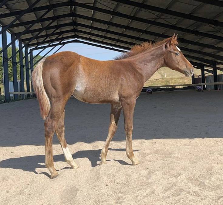 TEXAS ON THE ROCK - 2026 AQHA Sorrel Rouan Rabicano